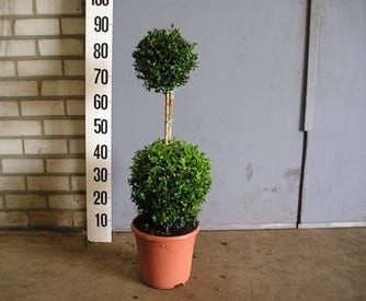 Buxus sempervirens (Duobol)