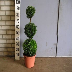 Buxus sempervirens Triobol (Buxus sempervirens )