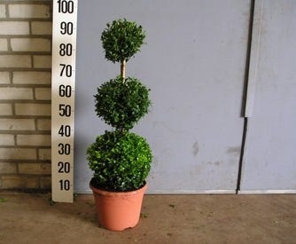 Buxus sempervirens Triobol (Buxus sempervirens )