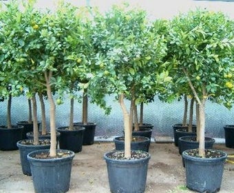 Calamondino (Citrus calamondino)