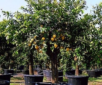 Citroen (Citrus lemonium)