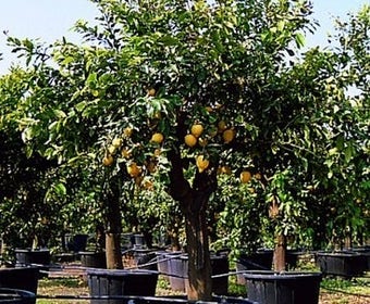 Citroen (Citrus lemonium)