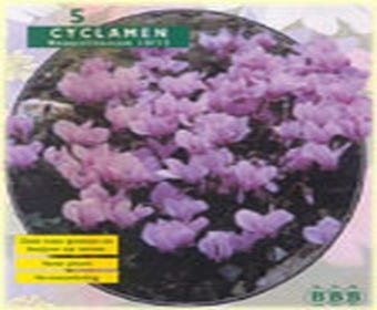 Cyclaam (Cyclaam Neapolitanum)