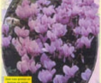 Cyclaam (Cyclaam Neapolitanum)