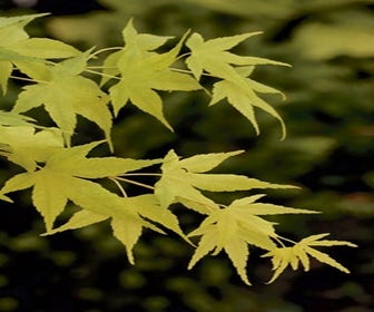 Japanse Esdoorn (Acer palmatum 'Aoyagi')