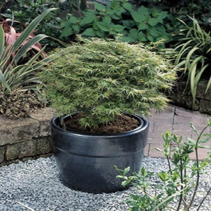 Japanse esdoorn (Acer palmatum 'Kamagata')