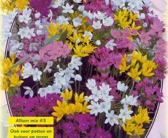 Sierui (Allium mix)