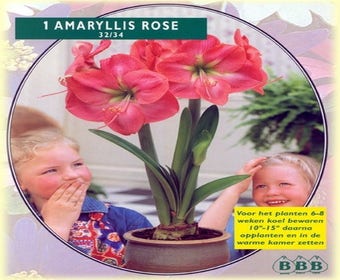 Amaryllis (Amaryllis Hippeastrum, Donkerrose)