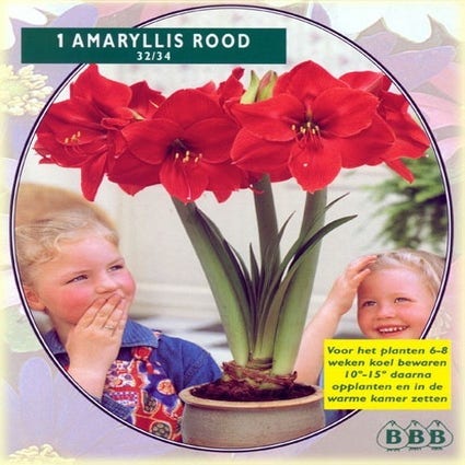 Amaryllis (Amaryllis Hippeastrum, Rood)