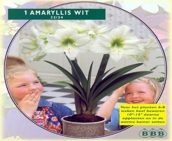 Amaryllis (Amaryllis Hippeastrum, Wit)