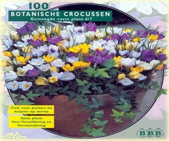 Botanische Crocussen (Crocus 'Botanisch' mix)