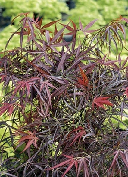 Japanse esdoorn