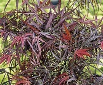 Japanse esdoorn (Acer palmatum 'Red Pygmy')