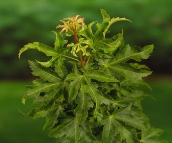 Japanse esdoorn (Acer palmatum 'Shishigashira')