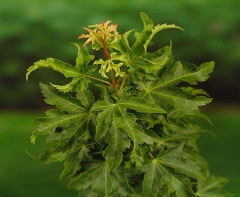Japanse esdoorn (Acer palmatum 'Shishigashira')