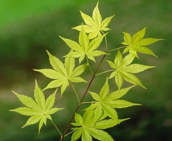 Japanse Esdoorn (Acer palmatum 'Summer Gold')
