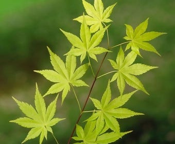 Japanse Esdoorn (Acer palmatum 'Summer Gold')