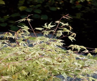 Japanse esdoorn (Acer palmatum 'Ukigumo')