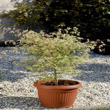 Acer palmatum Ukigumo