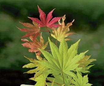 Japanse esdoorn (Acer shirasawanum 'Autumn Moon')