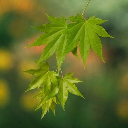 Gouden japanse esdoorn