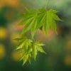 Japanse esdoorn (Acer shirasawanum 'Jordan')