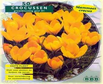 Krokus (Crocus 'Grootbloemig, Geel')