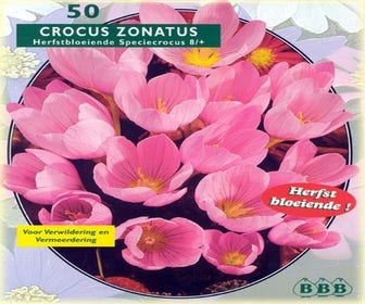 Herfstbloeiende Krokus (Crocus Zonatus)