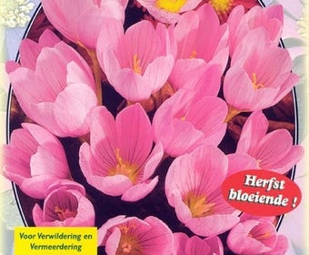 Herfstbloeiende Krokus (Crocus Zonatus)