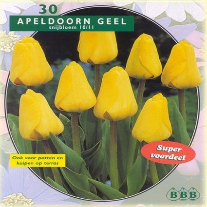 Tulp (Tulp 'Apeldoorn Geel')