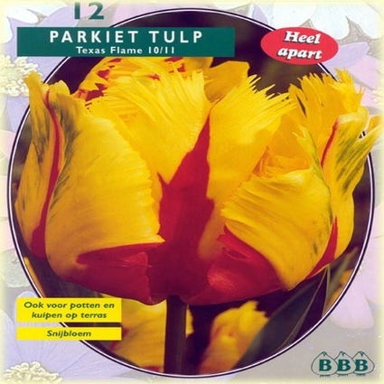 Tulp (Tulp 'Texas Flame, Parkiet')