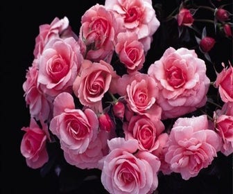 Trosroos (Rosa 'Sexy Rexy')