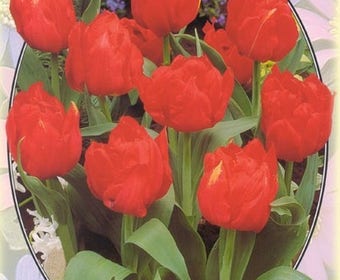 Tulp (Tulp 'Dubbel Vroeg Abba')