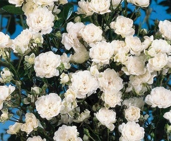 Bodembedekkende roos (Rosa 'Crystal Fairy')