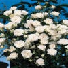 Stamroos (Rosa 'Crystal Fairy')