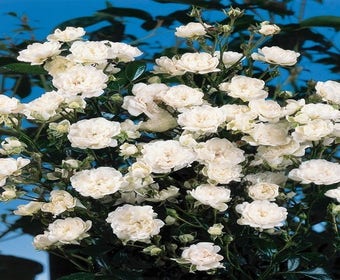 Stamroos (Rosa 'Crystal Fairy')