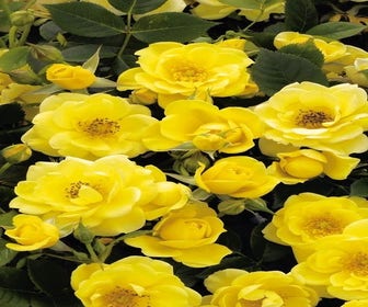 Patioroos (Rosa 'Dolly Dot')