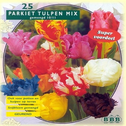 Tulp (Tulp 'Parkiet Mix')