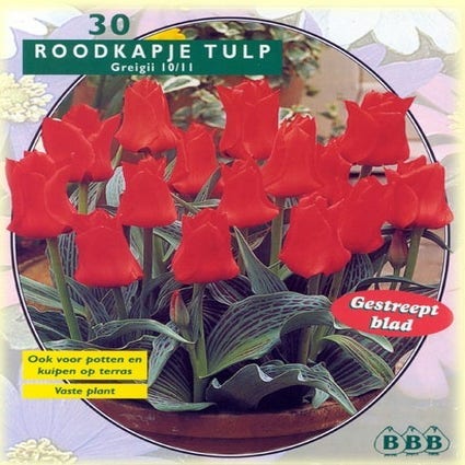 Tulp (Tulp 'Roodkapje', Greigii)
