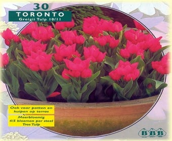 Tulp (Tulp 'Toronto', Greigii)