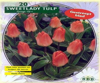 Tulp (Tulp 'Sweet Lady', Greigii)