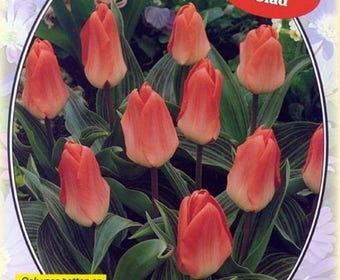 Tulp (Tulp 'Sweet Lady', Greigii)