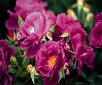 Roos (Rosa 'Rhapsody in Blue')