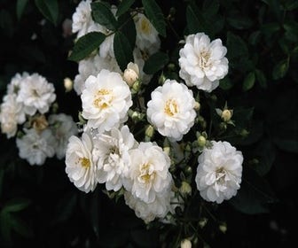 Miniklimroos (Rosa 'Guirlande d'Amour')