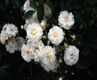 Miniklimroos (Rosa 'Guirlande d'Amour')