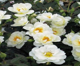 Patioroos (Rosa 'Kent')