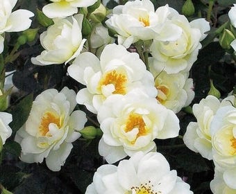 Patioroos (Rosa 'Kent')