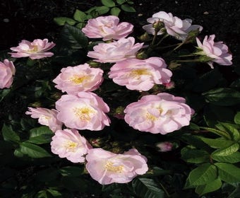 Miniklimroos (Rosa 'Perennial Blush')