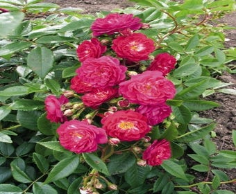 Miniklimroos (Rosa 'Perennial Blue')
