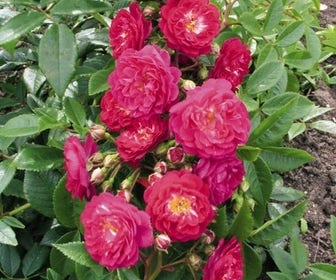 Miniklimroos (Rosa 'Perennial Blue')
